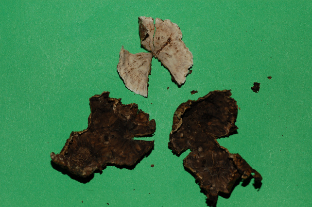 Aphyllophorales invernali.